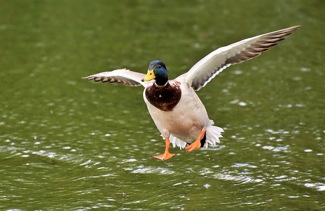 鳥新通信