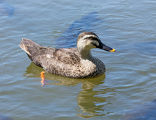 鳥新通信